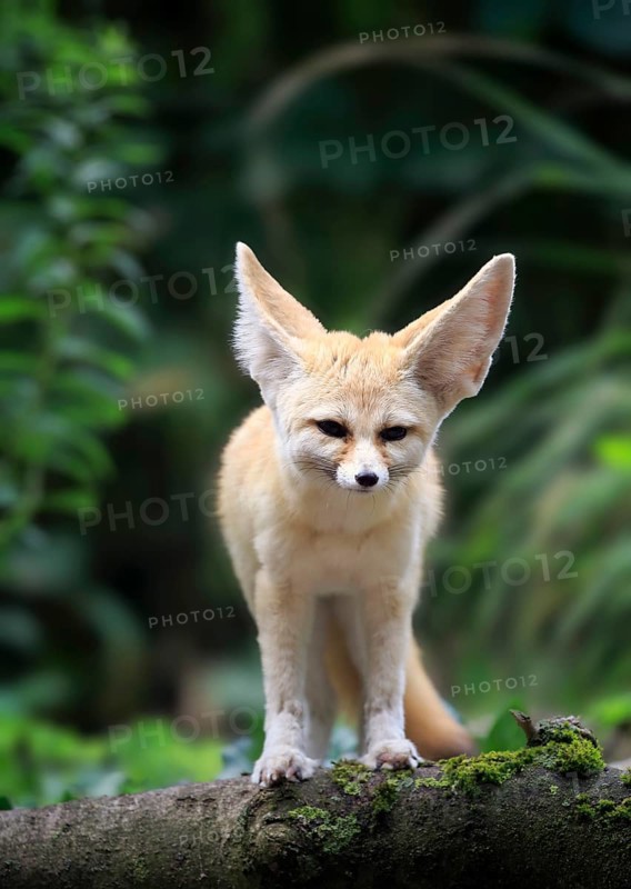 Fennec