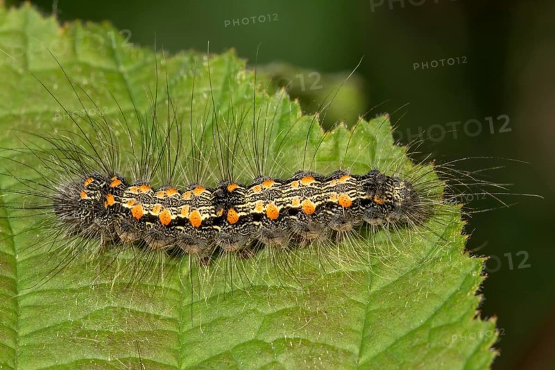 Four-spotted footman