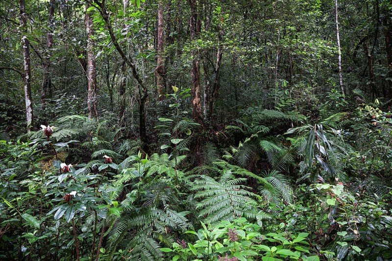 Tropical vegetation