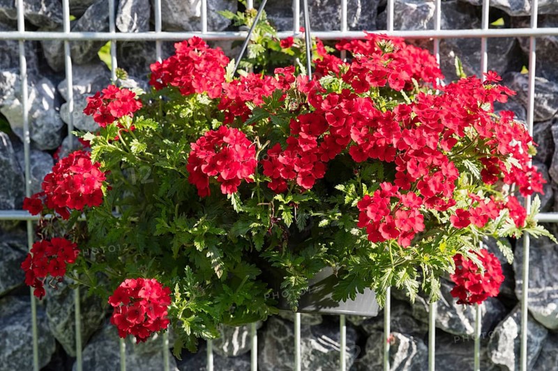 Red flowering verbena