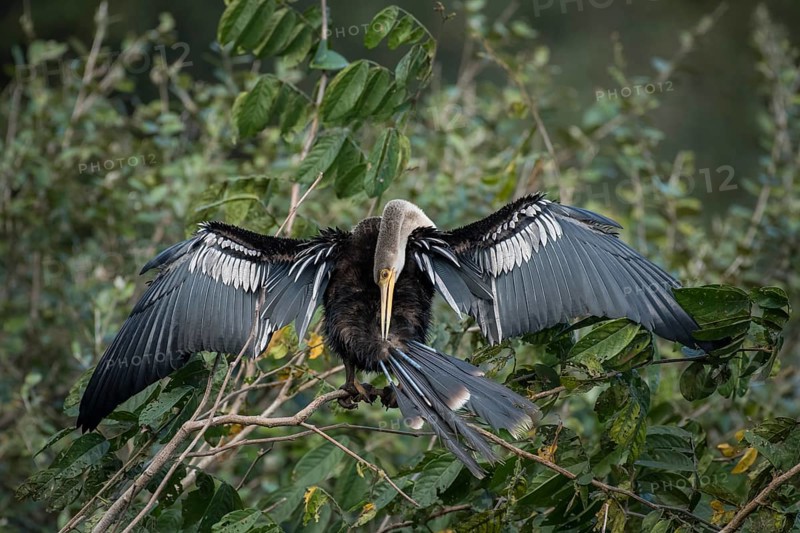 Anhinga or Water Turkey