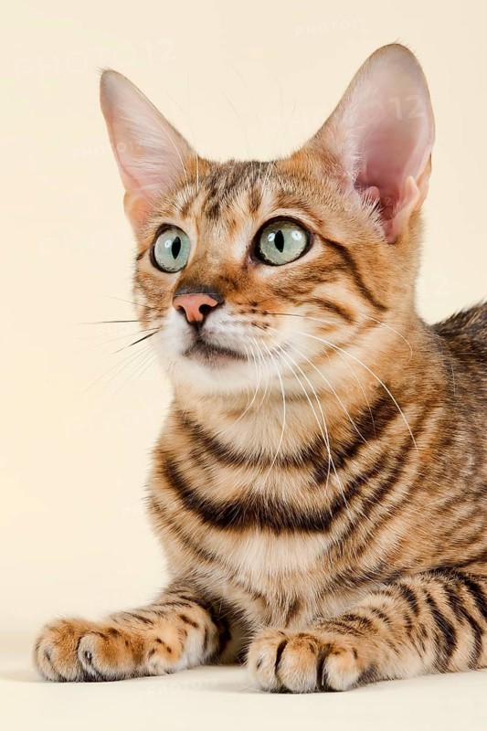 Breedcat Toyger