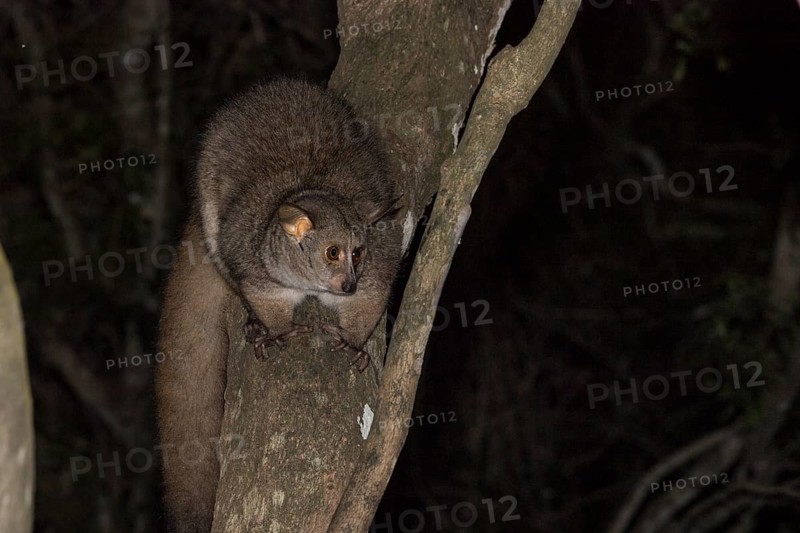 Brown greater galago