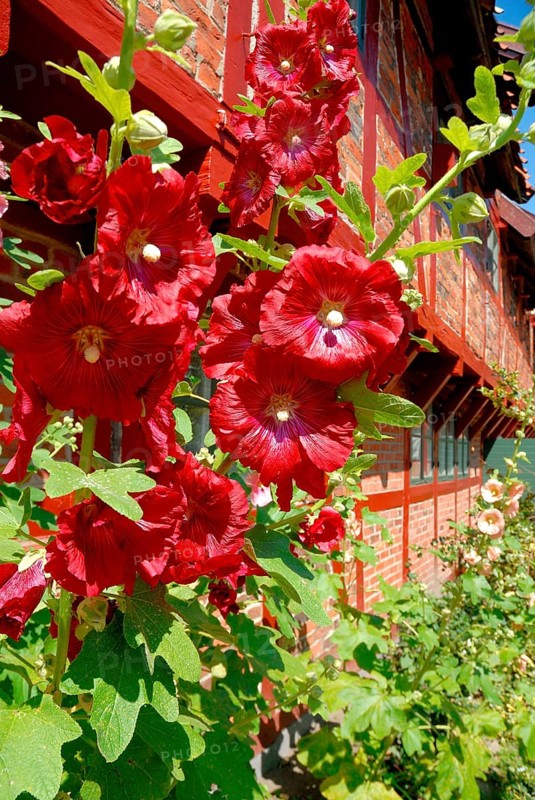 Flowering Hollyhocks