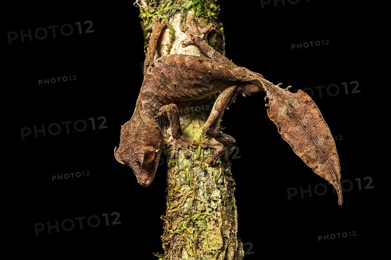 Satanic Leaf Tailed Gecko