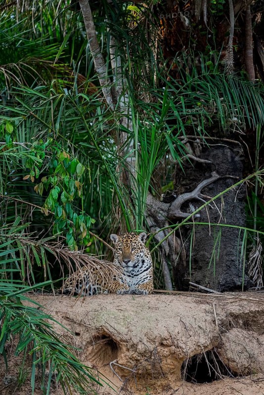 Jaguar