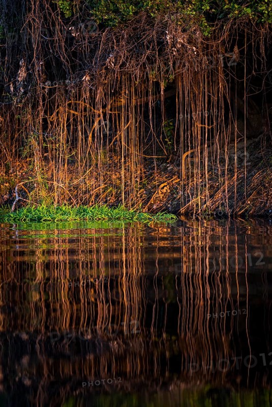 Aerial roots on the banks of the Rio Negro