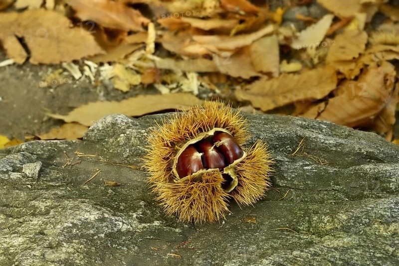 Chestnuts
