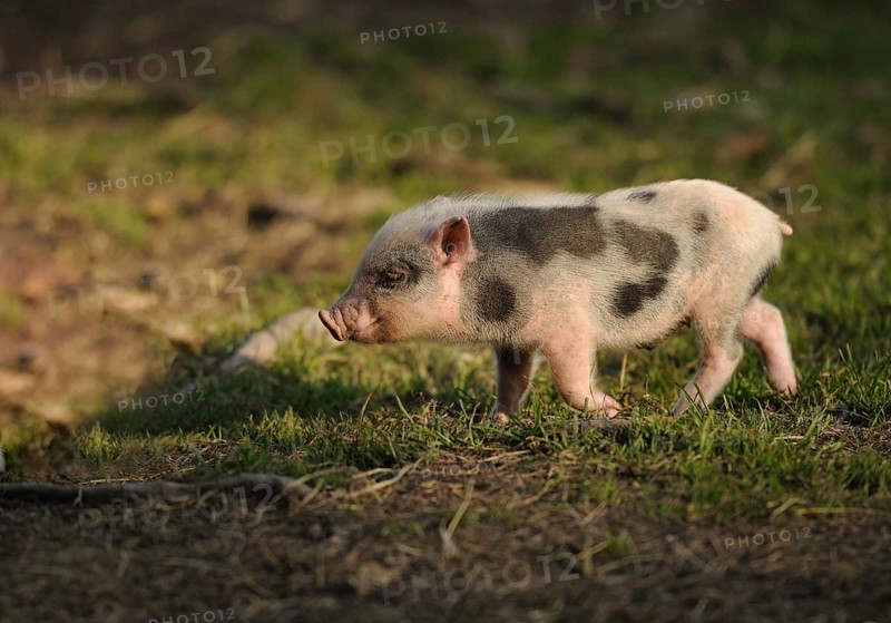 Vietnamese pot-bellied pig