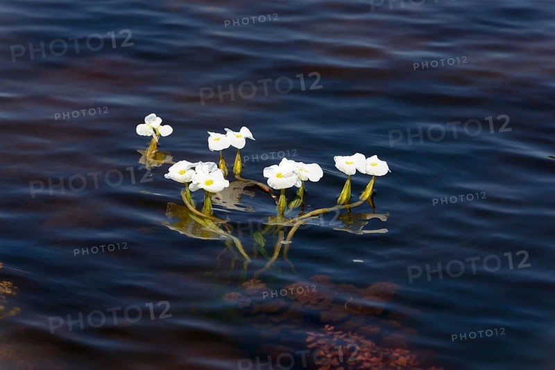 Water-plantain