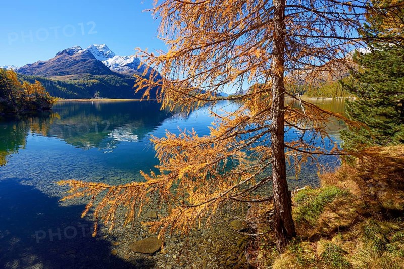Larch forest