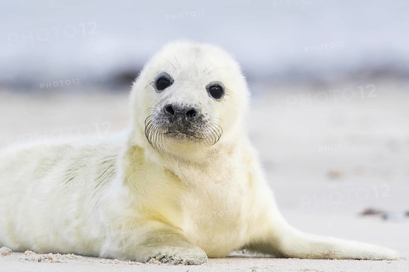 Newborn gray seal