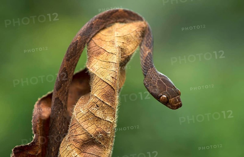 Blunthead tree snake