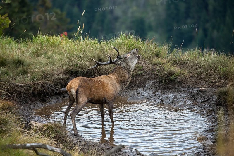 Red Deer