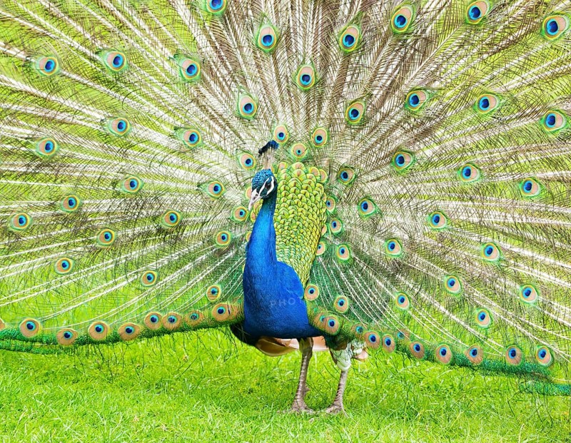 Blue Peafowl
