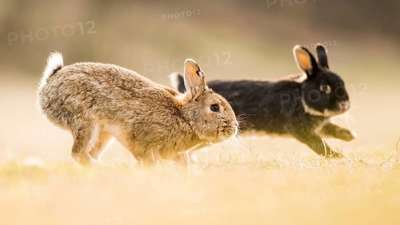 Two rabbits
