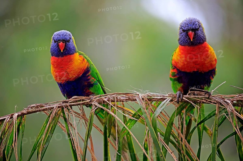 Rainbow Lorikeet