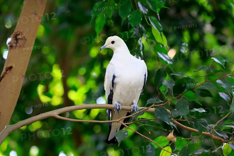 Pied Imperial Pigeon