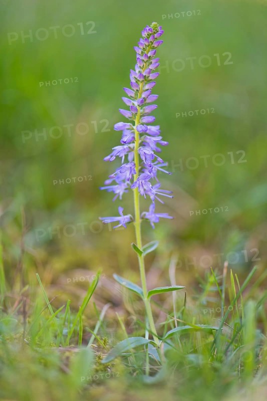 Spiked speedwell