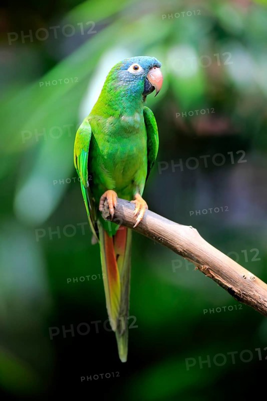 Sharp-tailed Parakeet