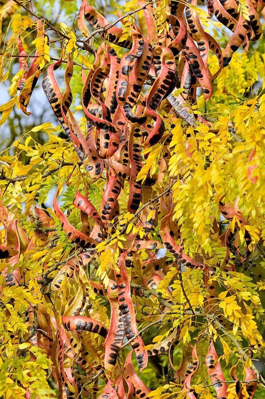 Honey Locust