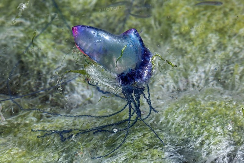 Portuguese Man O' War