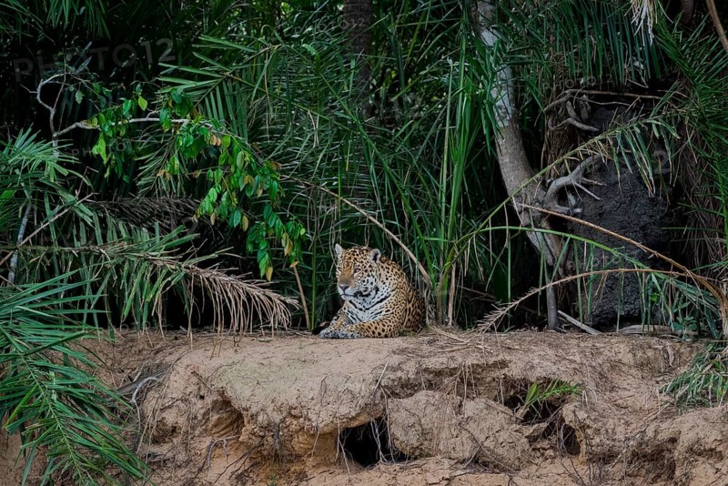 Jaguar