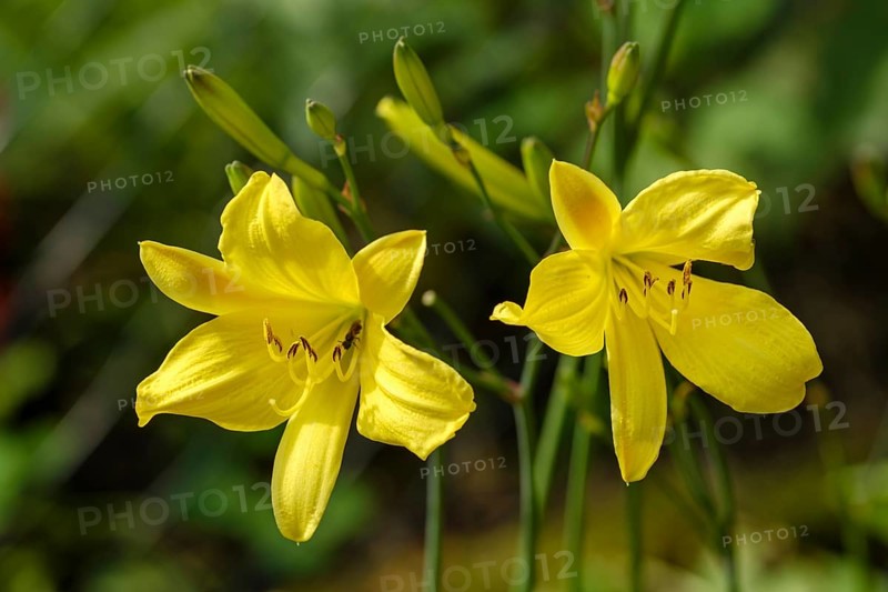 Yellow Daylily