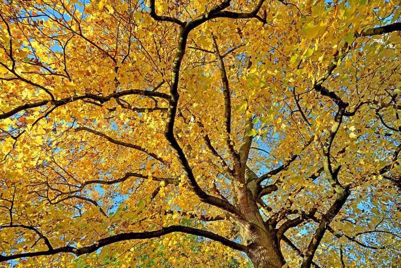 Tulip tree