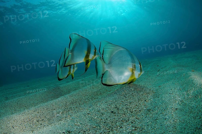 School of Teira Batfish