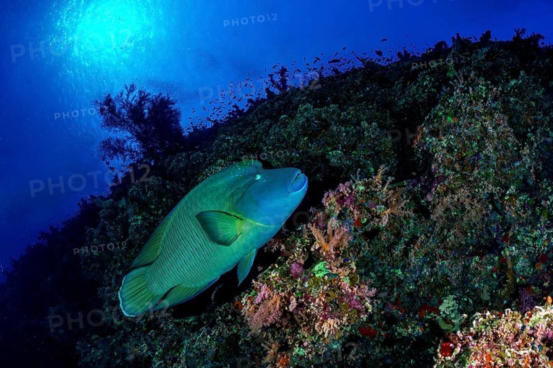 Napoleon fish