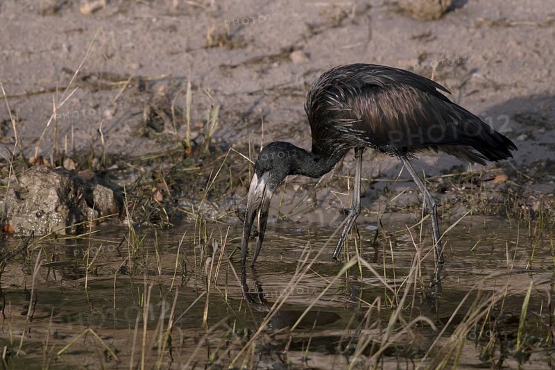 African openbill