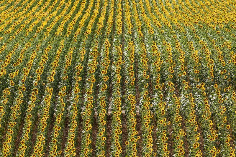 Sunflowers