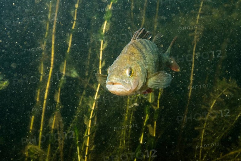European perch