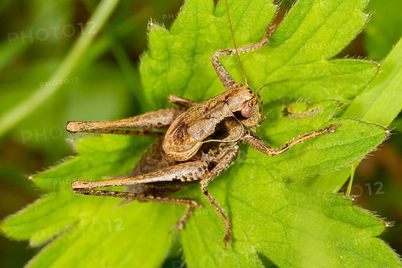 Dark Bush-Cricket