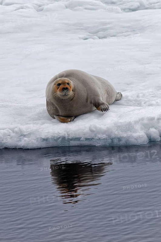 Bearded Seal