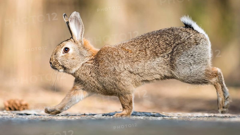 Wild rabbits