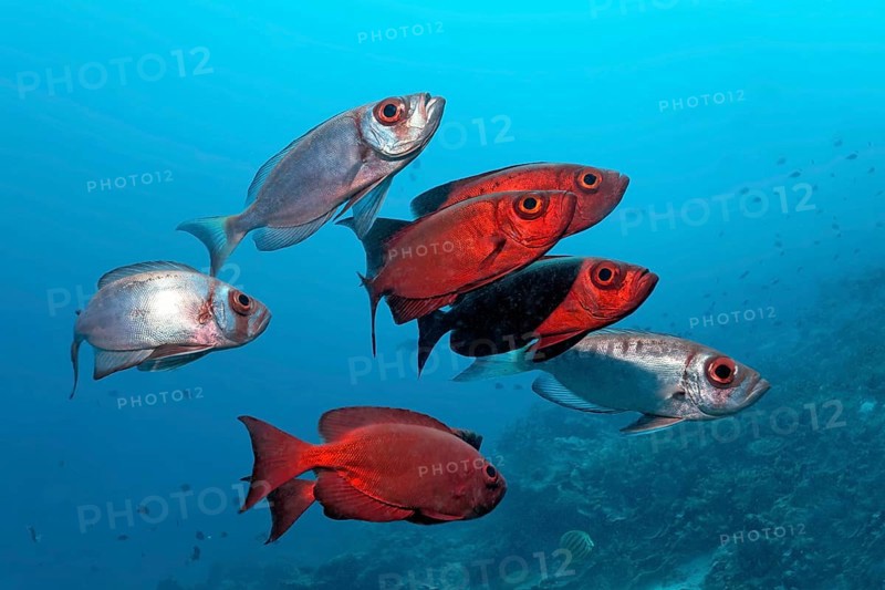 Small school of Common Bigeye