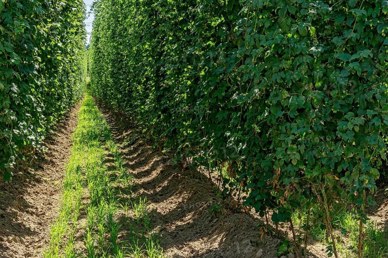 Ripe hop