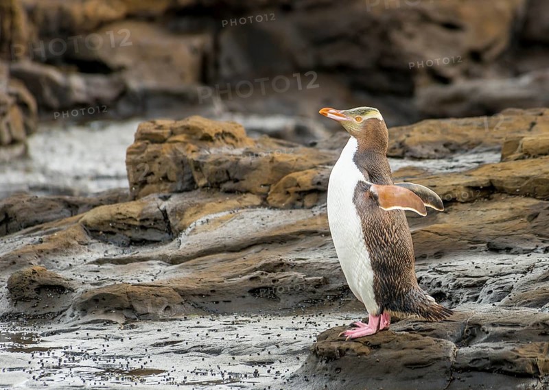 Yellow-eyed penguin
