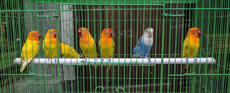 Colorful parakeets sitting side by side on a pole in cage