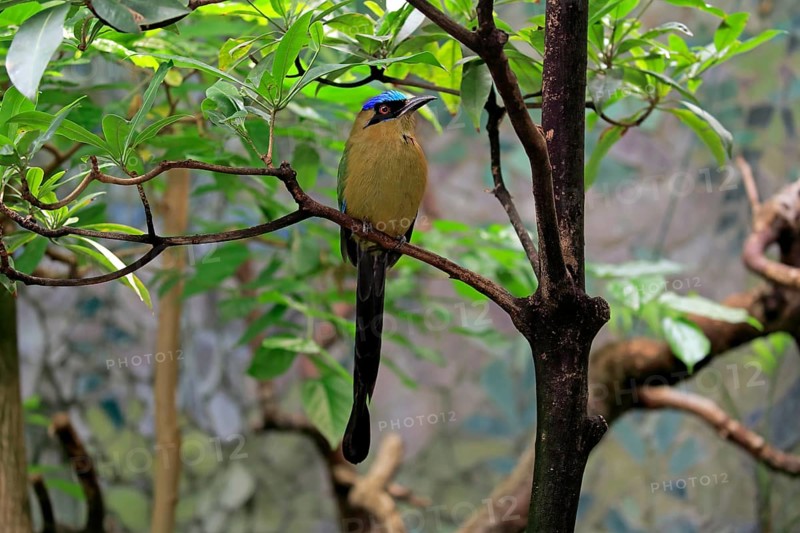 Blue-crowned motmot