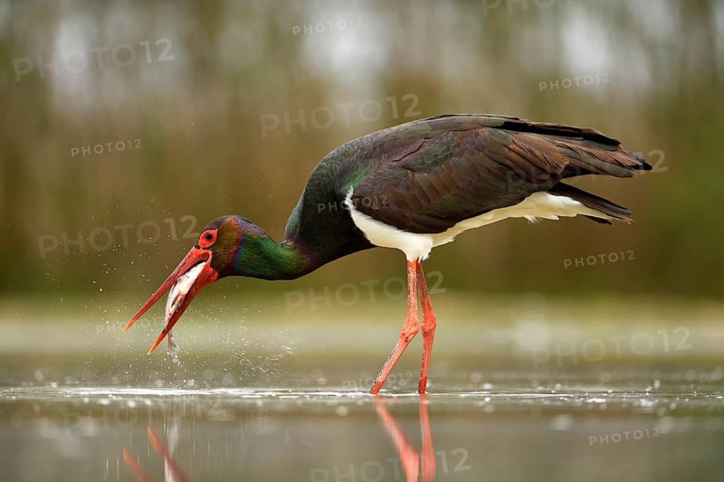 Black stork