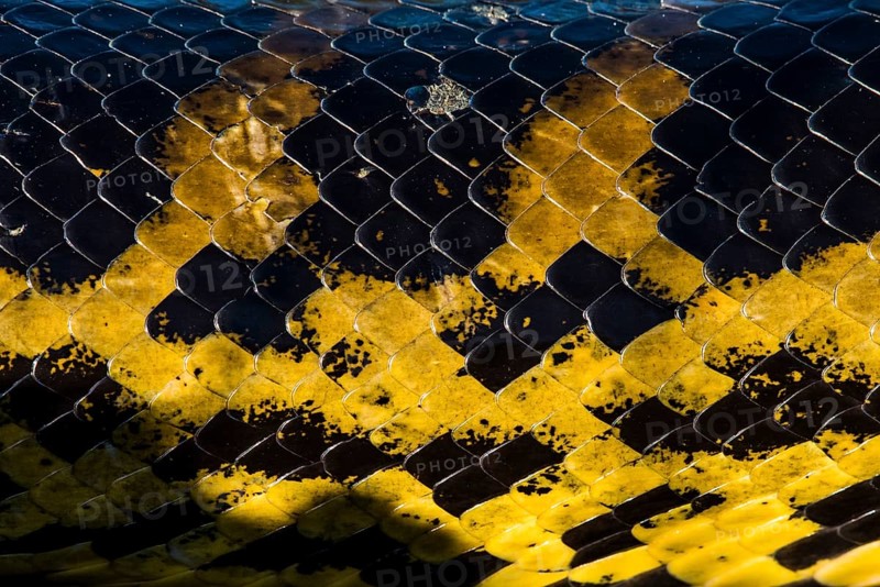 Yellow anaconda
