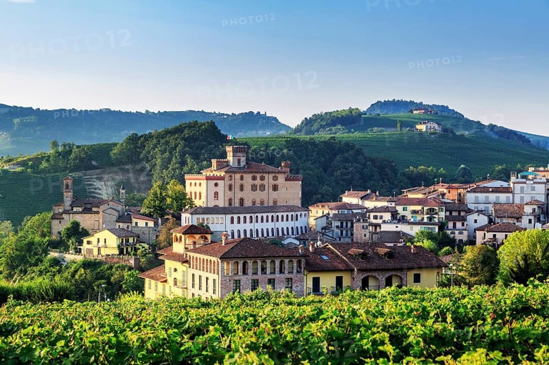 Vine fields at Barolo