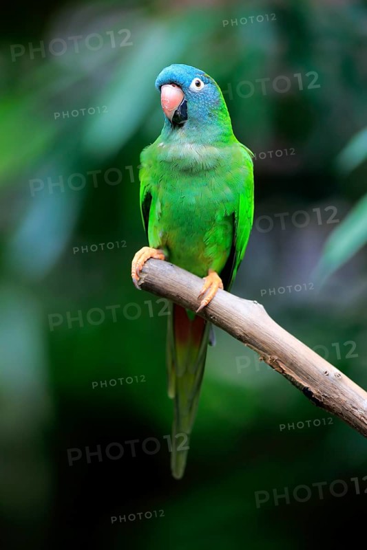 Sharp-tailed Parakeet