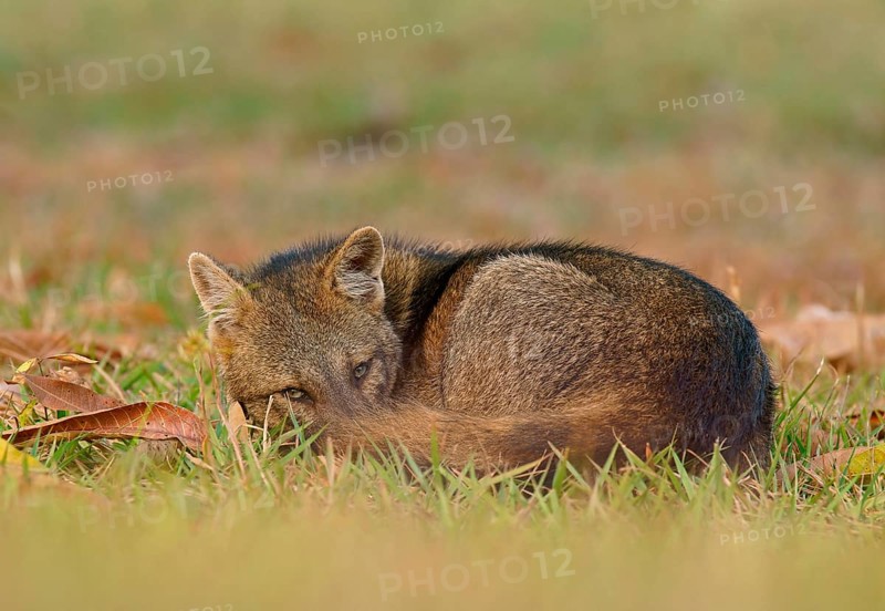 Crab-eating foxes