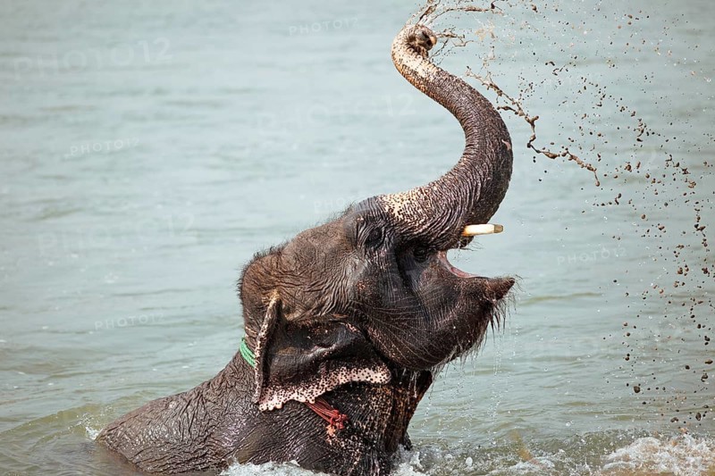 Elephant