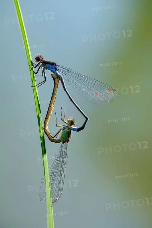 Red-eyed Damselfly
