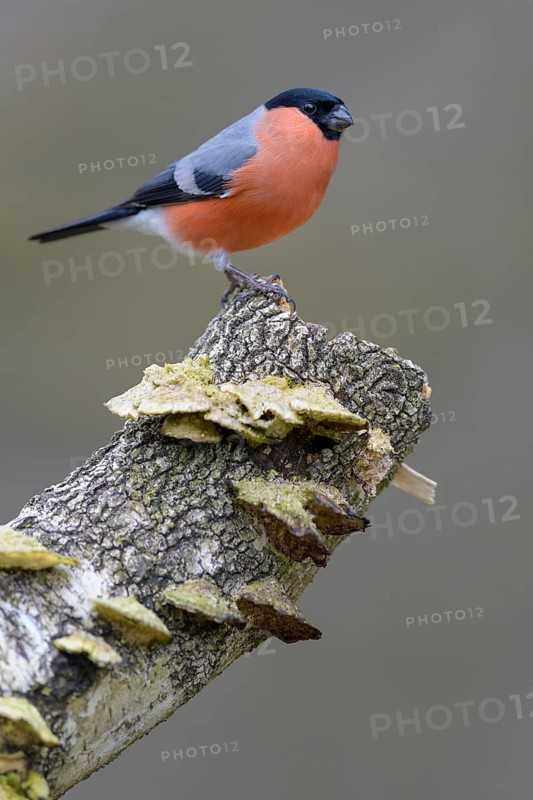 Eurasian bullfinch